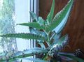 pembe Kapalı bitkiler Kalanchoe etli fotoğraf, yetiştirme ve tanım, özellikleri ve büyüyen