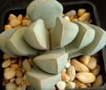kollane Toataimed Lapidaria mahlakas Foto, kultiveerimine ja kirjeldus, omadused ja kasvav