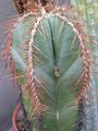 Photo Lemaireocereus Desert Cactus description, characteristics and growing