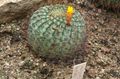 Foto Matucana Wüstenkaktus Beschreibung, Merkmale und wächst