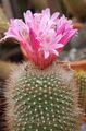 Photo Matucana Desert Cactus description, characteristics and growing