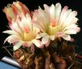 Foto Neoporteria Wüstenkaktus Beschreibung, Merkmale und wächst