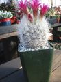 roze Kamerplanten Neoporteria woestijn cactus foto, teelt en beschrijving, karakteristieken en groeiend