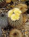 Foto Neoporteria Wüstenkaktus Beschreibung, Merkmale und wächst