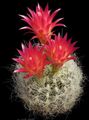 Photo Neoporteria Desert Cactus description, characteristics and growing