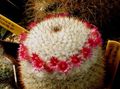 Photo Old lady cactus, Mammillaria  description, characteristics and growing