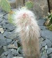 ροζ Εσωτερικά φυτά Oreocereus κάκτος της ερήμου φωτογραφία, καλλιέργεια και περιγραφή, χαρακτηριστικά και φυτοκομεία