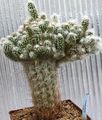 roosa Toataimed Oreocereus kõrbes kaktus Foto, kultiveerimine ja kirjeldus, omadused ja kasvav
