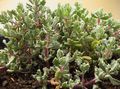 alyvinis Vidinis augalai Oscularia sultingas Nuotrauka, auginimas ir aprašymas, charakteristikos ir augantis