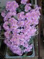 lilac Indoor Plants Oscularia succulent Photo, cultivation and description, characteristics and growing