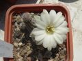 Foto Erdnuss-Kaktus Wüstenkaktus Beschreibung, Merkmale und wächst