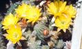 Photo Peanut Cactus  description, characteristics and growing