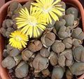 amarelo Pebble Plants, Living Stone suculento, Lithops foto, cultivo e descrição, características e crescente