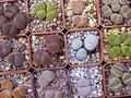 yellow Pebble Plants, Living Stone succulent, Lithops Photo, cultivation and description, characteristics and growing