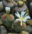 Photo Pebble Plants, Living Stone Succulent description, characteristics and growing