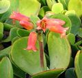 red Indoor Plants Pig's Ear succulent, Cotyledon Photo, cultivation and description, characteristics and growing