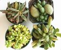 white Indoor Plants Plover Eggs succulent, Adromischus Photo, cultivation and description, characteristics and growing