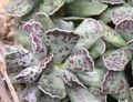 white Indoor Plants Plover Eggs succulent, Adromischus Photo, cultivation and description, characteristics and growing