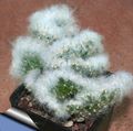 Foto Kaktusfeige Wüstenkaktus Beschreibung, Merkmale und wächst