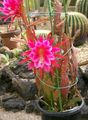 Foto Band Kaktus, Orchidee Kaktus Kakteenwald Beschreibung, Merkmale und wächst