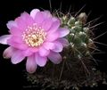 wit Kamerplanten Sulcorebutia woestijn cactus foto, teelt en beschrijving, karakteristieken en groeiend