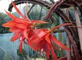 Foto Sonne Kaktus Kakteenwald Beschreibung, Merkmale und wächst