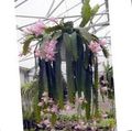 Bilde Sun Kaktus  beskrivelse, kjennetegn og voksende