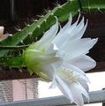 Foto Sonne Kaktus Kakteenwald Beschreibung, Merkmale und wächst