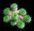 Foto Tephrocactus Wüstenkaktus Beschreibung, Merkmale und wächst