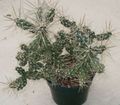 бял Интериорни растения Tephrocactus пустинен кактус снимка, отглеждане и описание, характеристики и култивиране