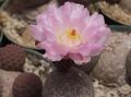 Foto Tephrocactus Wüstenkaktus Beschreibung, Merkmale und wächst