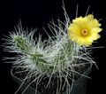 sárga Szobanövények Tephrocactus sivatagi kaktusz fénykép, termesztés és leírás, jellemzők és növekvő