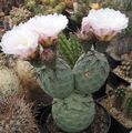 baltas Vidinis augalai Tephrocactus dykuma kaktusas Nuotrauka, auginimas ir aprašymas, charakteristikos ir augantis