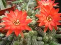 Foto Distel Globus, Fackel-Kaktus Wüstenkaktus Beschreibung, Merkmale und wächst