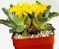 geel Kamerplanten Tijger Karbonades, Kaken Kat, Tijger Kaken sappig, Faucaria foto, teelt en beschrijving, karakteristieken en groeiend
