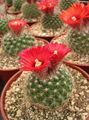 red Indoor Plants Tom Thumb desert cactus, Parodia Photo, cultivation and description, characteristics and growing
