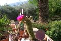 Foto Trichocereus Wüstenkaktus Beschreibung, Merkmale und wächst