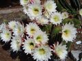 Photo Trichocereus Desert Cactus description, characteristics and growing