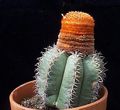 roze Kamerplanten Turken Hoofd Cactus, Melocactus foto, teelt en beschrijving, karakteristieken en groeiend