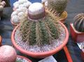 rosa Plantas de Interior Turks Head Cactus, Melocactus foto, cultivo e descrição, características e crescente