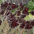 alb Catifea Trandafir, Plantelor Farfurie, Aeonium suculent fotografie, cultivare și descriere, caracteristici și în creștere