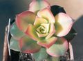 wit Velvet Rose, Schotel Plant, Aeonium sappig foto, teelt en beschrijving, karakteristieken en groeiend