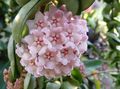 roze Kamerplanten Wax Fabriek sappig, Hoya foto, teelt en beschrijving, karakteristieken en groeiend