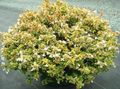 wit Huis Bloemen Abelia struik foto, teelt en beschrijving, karakteristieken en groeiend