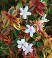 bela Sobne Cvetje Abelia grmi fotografija, gojenje in opis, značilnosti in rast