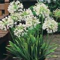 white Indoor Flowers African blue lily herbaceous plant, Agapanthus umbellatus Photo, cultivation and description, characteristics and growing