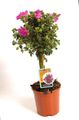 rosa Flores de salón Malva Africano arbustos, Anisodontea Foto, cultivo y descripción, características y cultivación