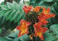 Photo African Tulip Tree  description, characteristics and growing