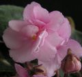 Photo African violet Herbaceous Plant description, characteristics and growing