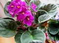 rosa Topfblumen Usambaraveilchen grasig, Saintpaulia Foto, Anbau und Beschreibung, Merkmale und wächst